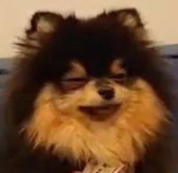 Meet your Posher, Deedee - Picture 1 of 1